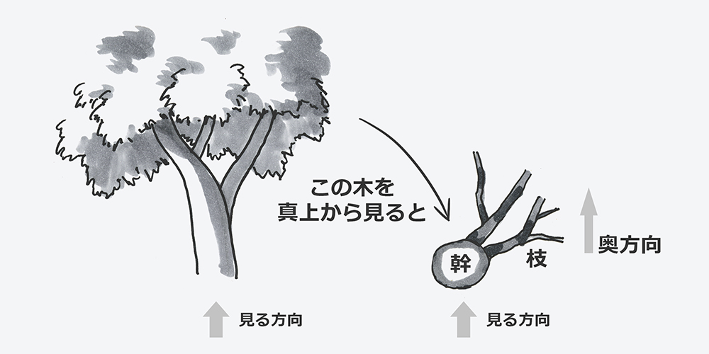 奥方向だけの枝の図
