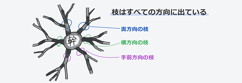 全ての方向に出ている枝の図