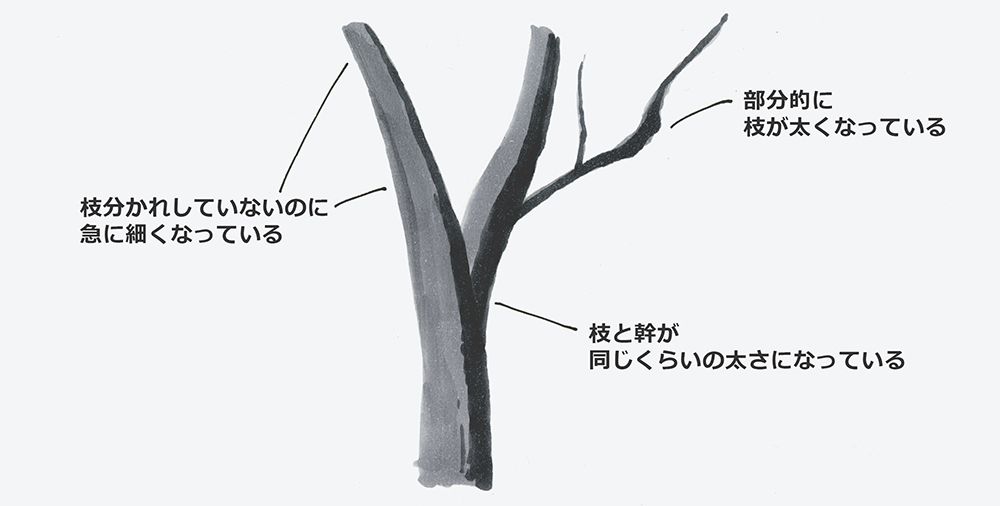 枝と幹の太さの問題点
