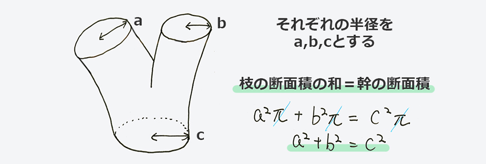枝の断面積の合計は幹の断面積