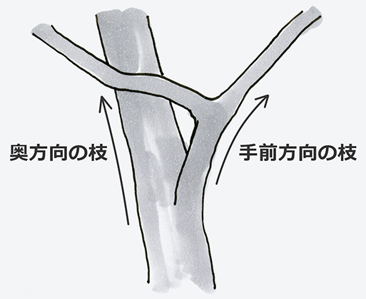 枝の前後関係